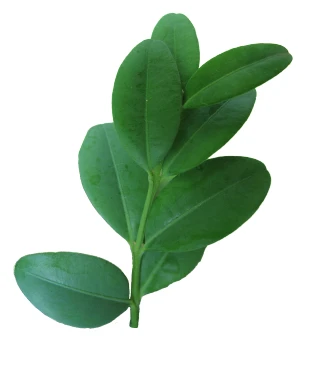 Buxus sempervirens (Bukszpan wieczniezielony)