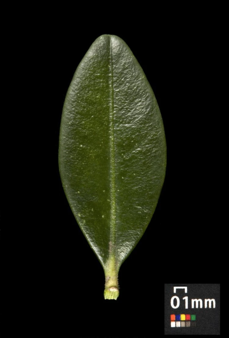 Buxus sempervirens (Bukszpan wieczniezielony)