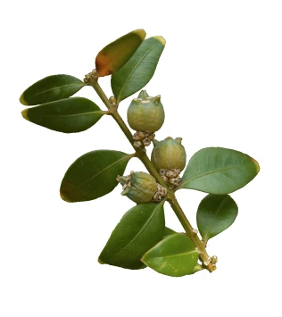 Buxus sempervirens (Bukszpan wieczniezielony)