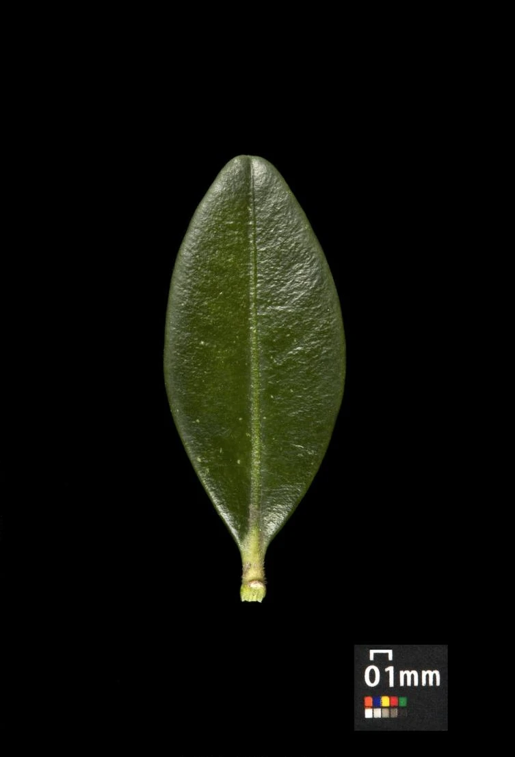 Buxus sempervirens (Bukszpan wieczniezielony)