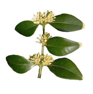 Buxus sempervirens (Bukszpan wieczniezielony)