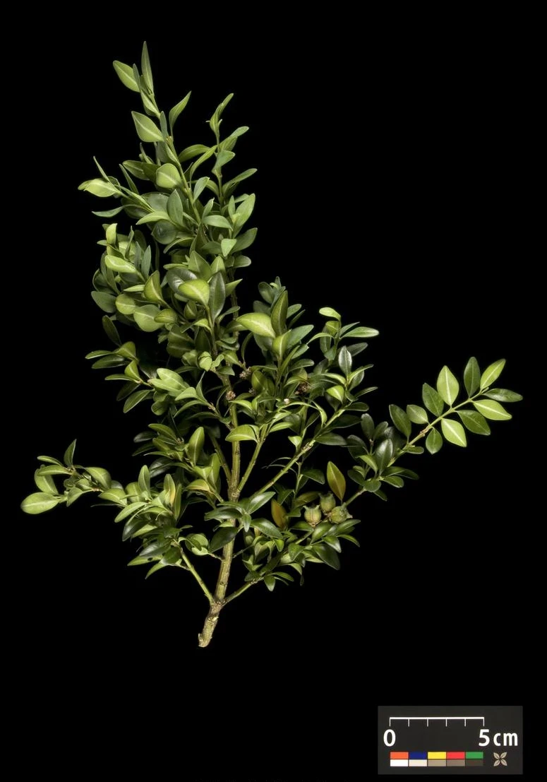 Buxus sempervirens (Bukszpan wieczniezielony)