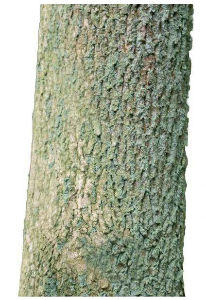 Buxus sempervirens (Bukszpan wieczniezielony)