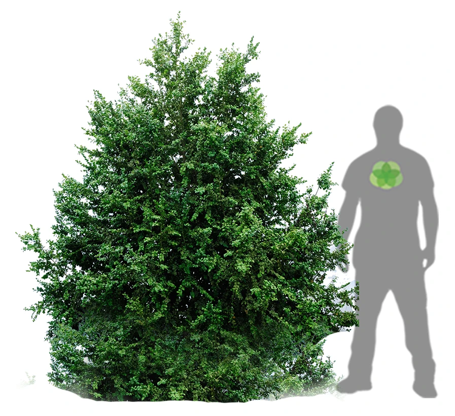 Buxus sempervirens (Bukszpan wieczniezielony)