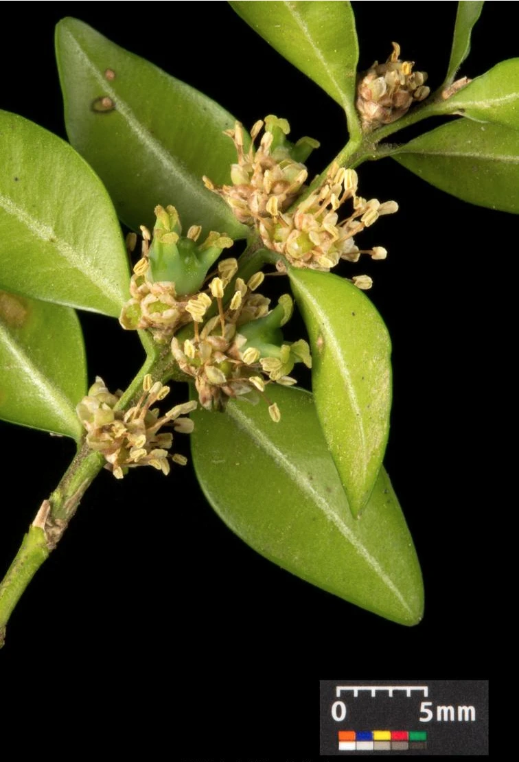 Buxus sempervirens (Bukszpan wieczniezielony)