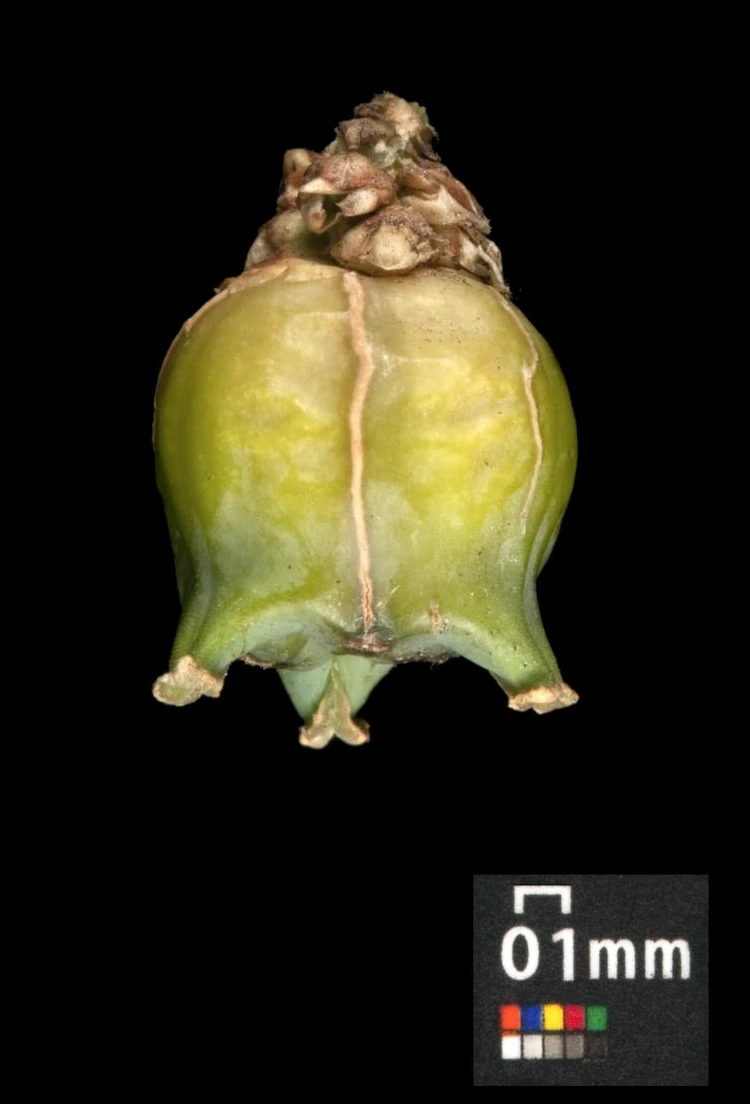 Buxus sempervirens (Bukszpan wieczniezielony)