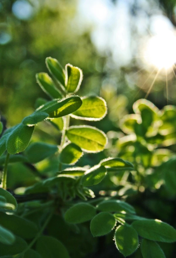 Buxus sempervirens (Bukszpan wieczniezielony)