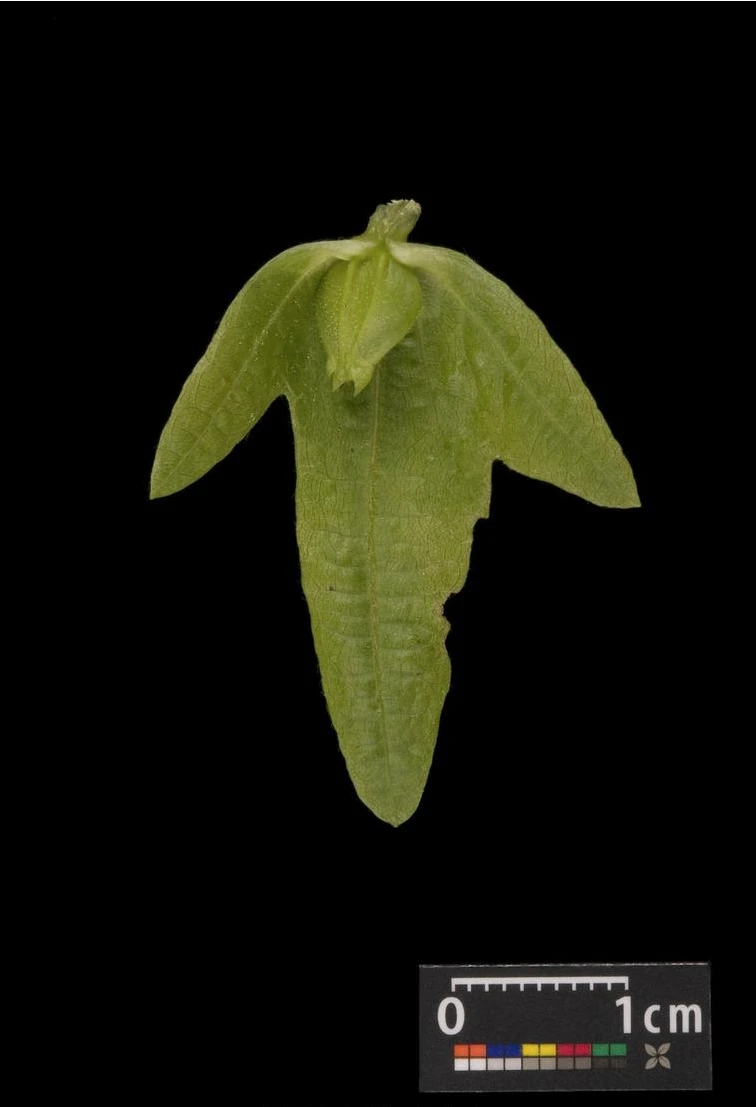 Carpinus betulus (Grab pospolity)