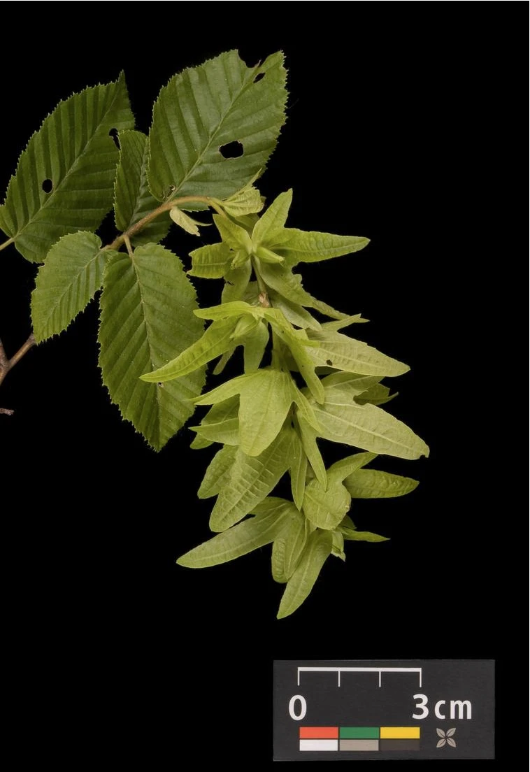 Carpinus betulus (Grab pospolity)