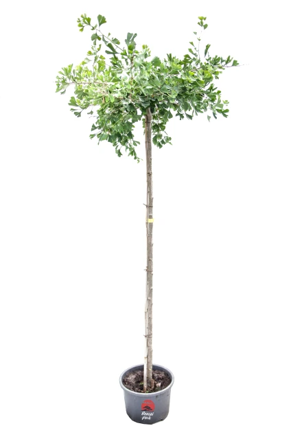 Ginkgo biloba 'Pendula' (Miłorząb dwuklapowy 'Pendula')