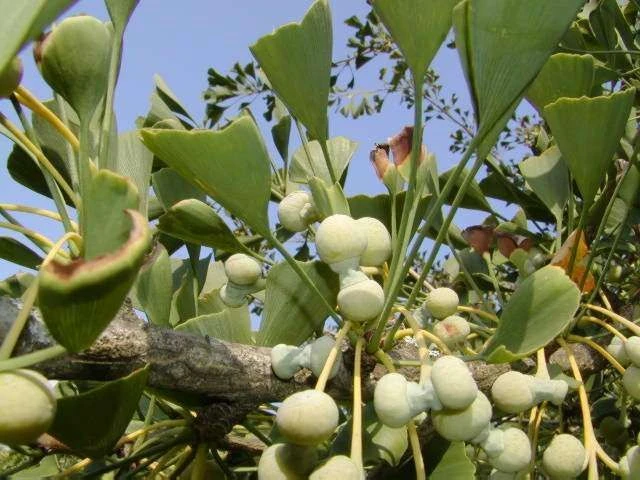 Ginkgo biloba 'Pendula' (Miłorząb dwuklapowy 'Pendula')