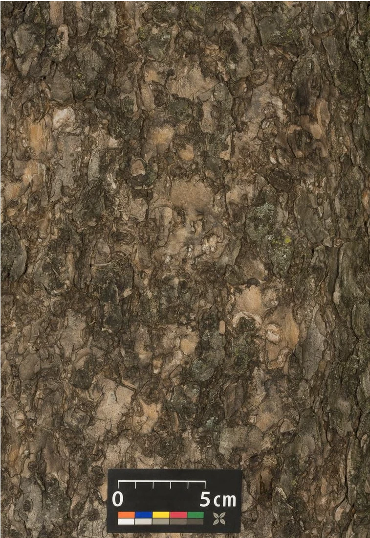 Catalpa bignonioides 'Nana' (Surmia bignoniowa 'Nana')