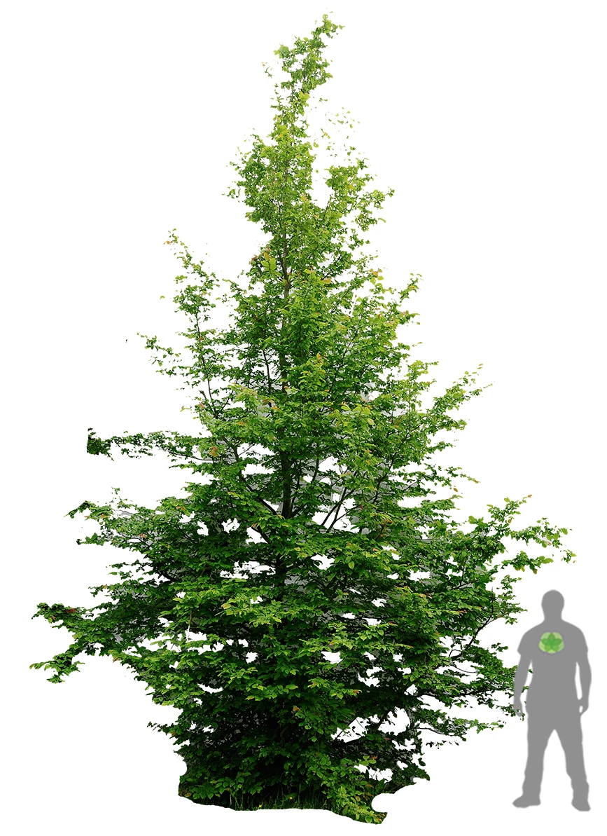 Fagus sylvatica (Buk pospolity)