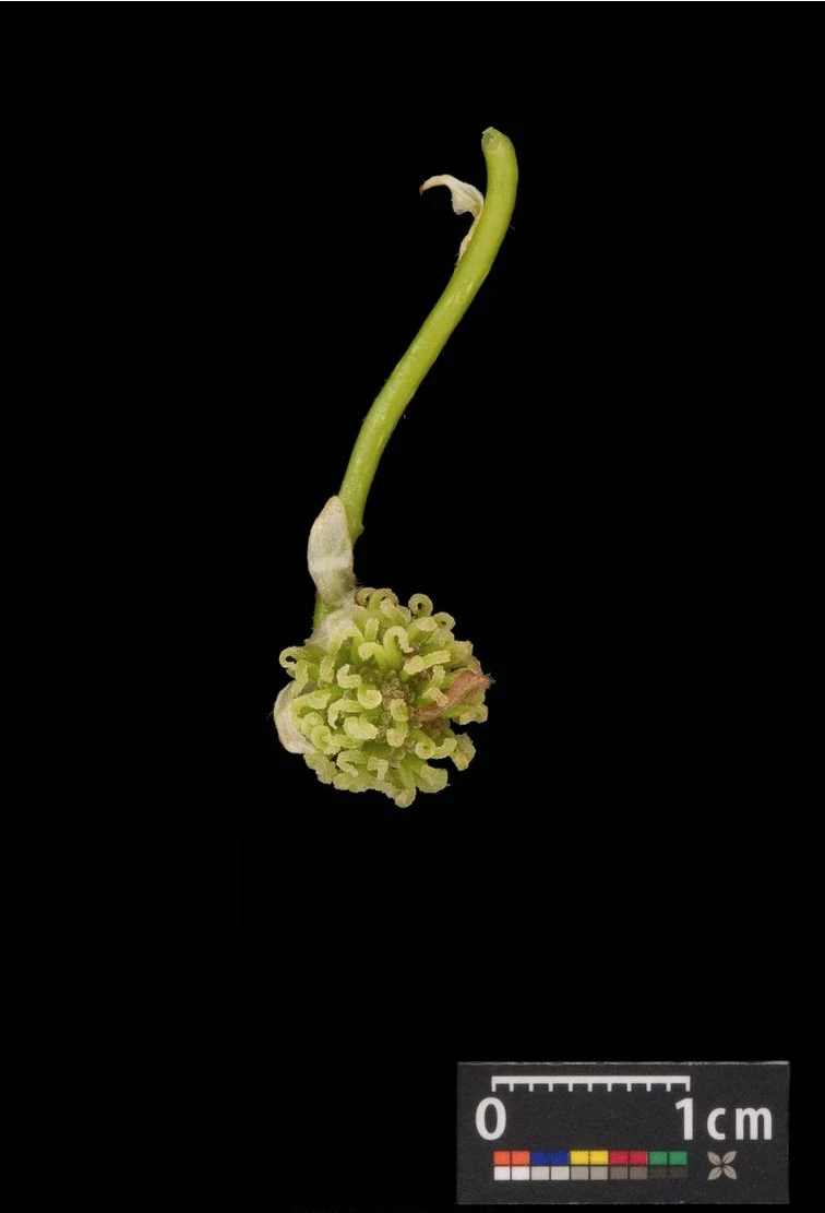 Liquidambar styraciflua 'Slender Silhouette' (Ambrowiec amerykański 'Slender Silhouette' )