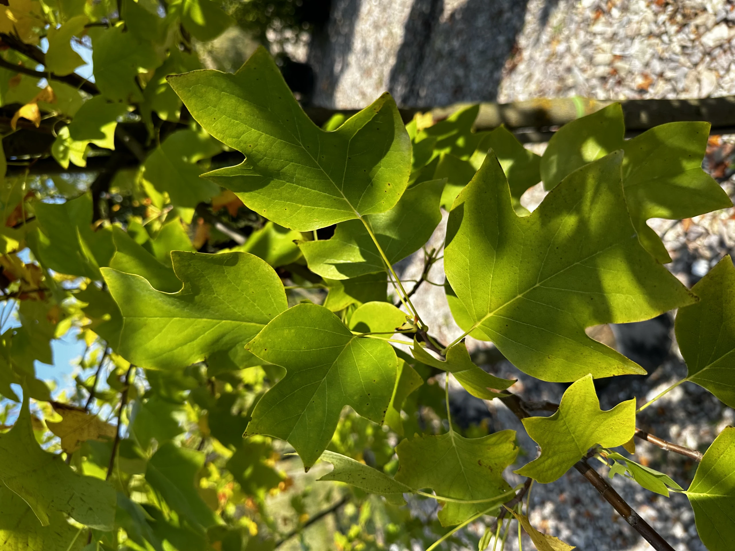 Liriodendron tulipifera (Tulipanowiec amerykański)