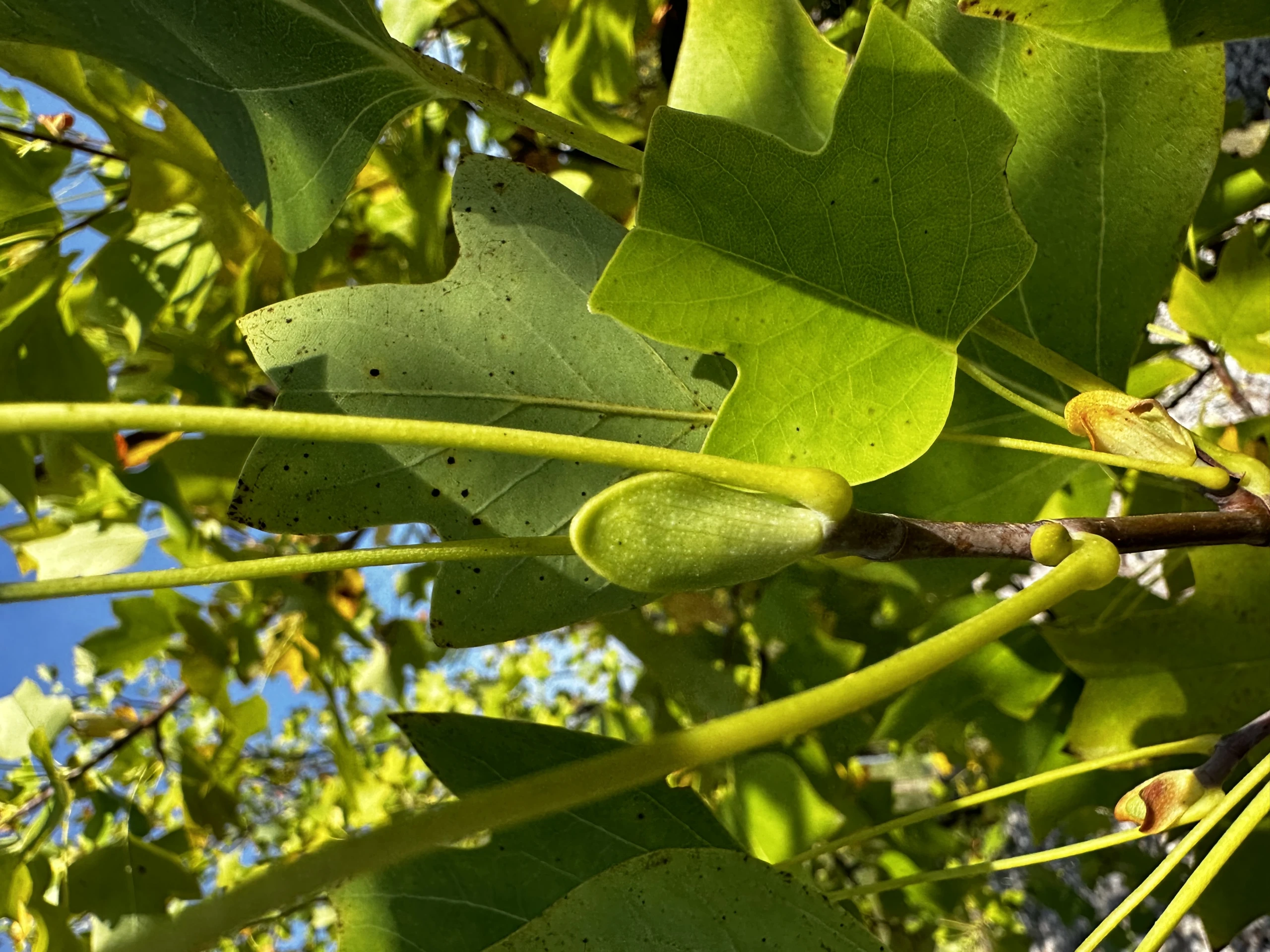 Liriodendron tulipifera (Tulipanowiec amerykański)