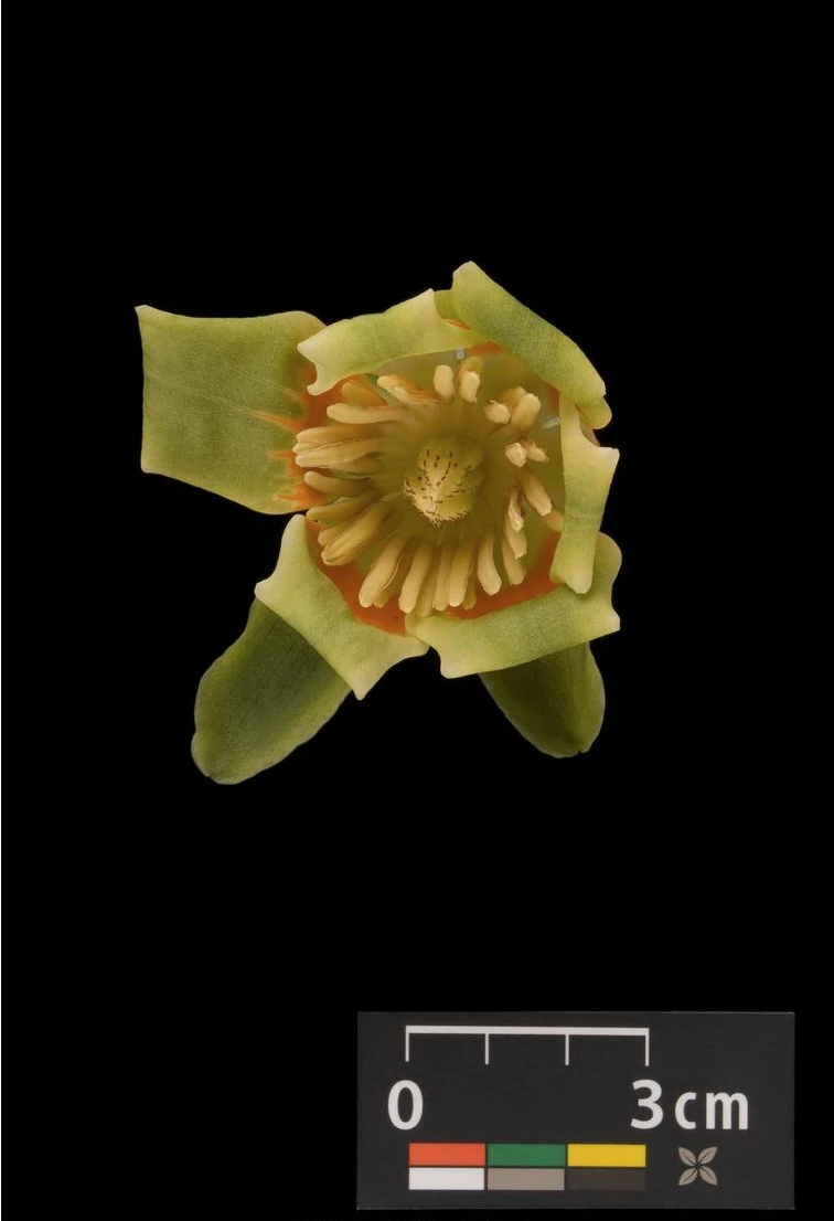 Liriodendron tulipifera (Tulipanowiec amerykański)