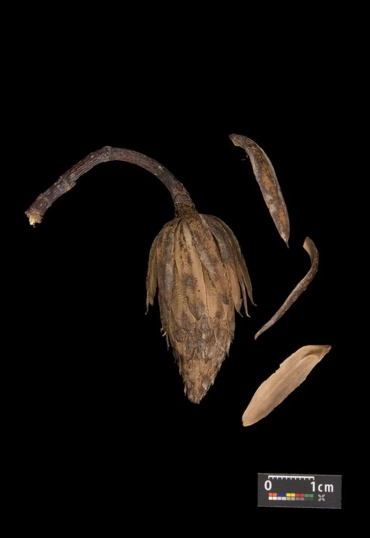 Liriodendron tulipifera (Tulipanowiec amerykański)