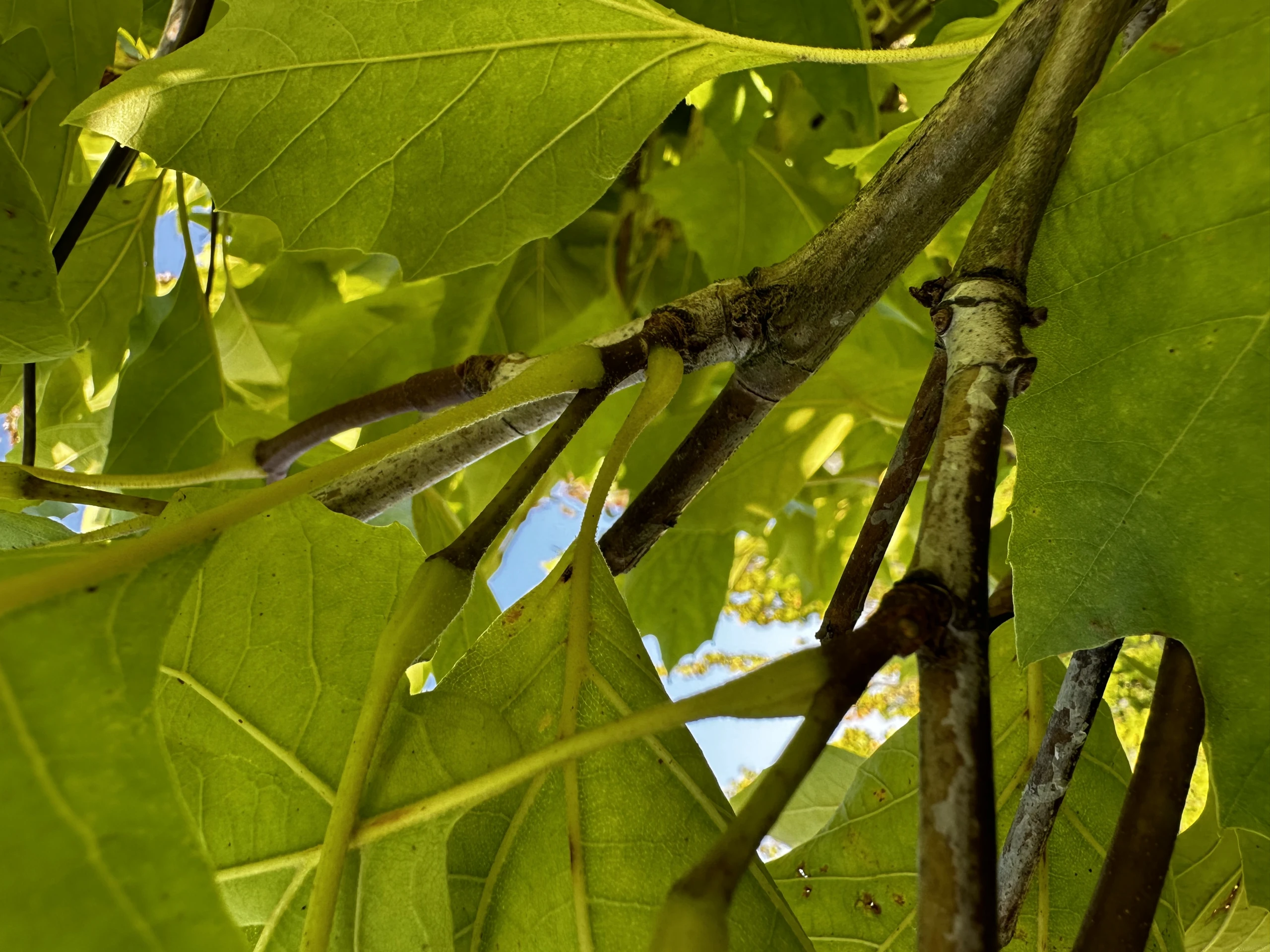Platanus ×hispanica 'Alphen's Globe' (Platan klonolistny 'Alphen's Globe')