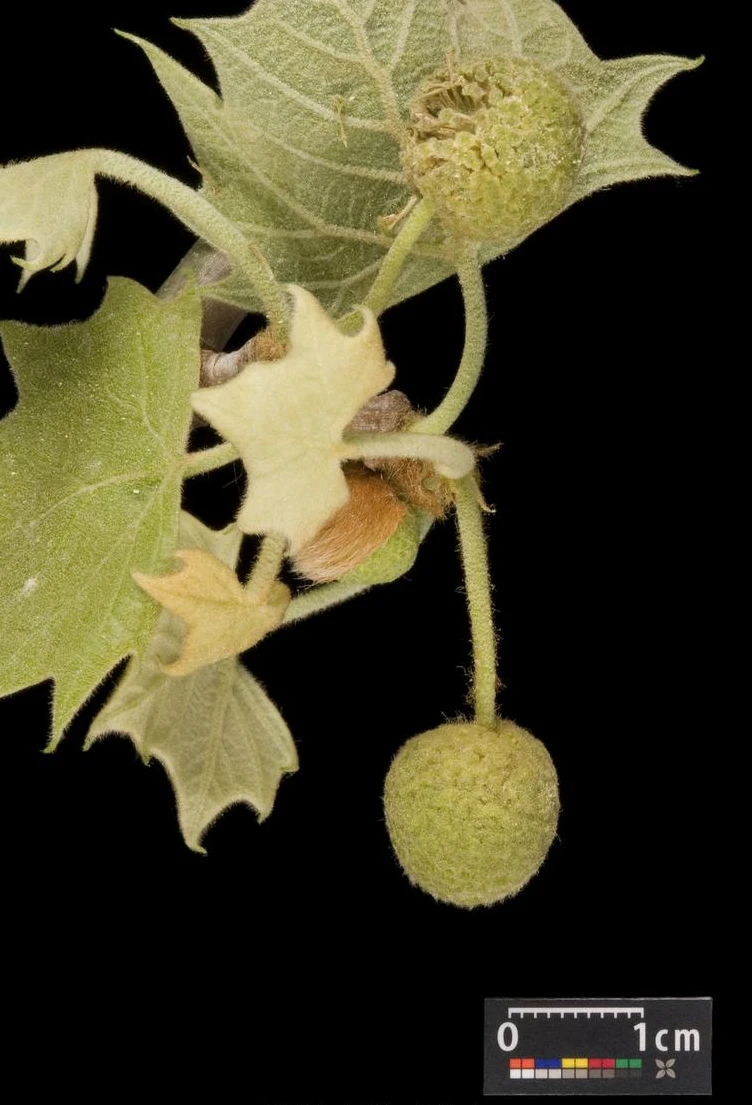 Platanus ×hispanica 'Alphen's Globe' (Platan klonolistny 'Alphen's Globe')