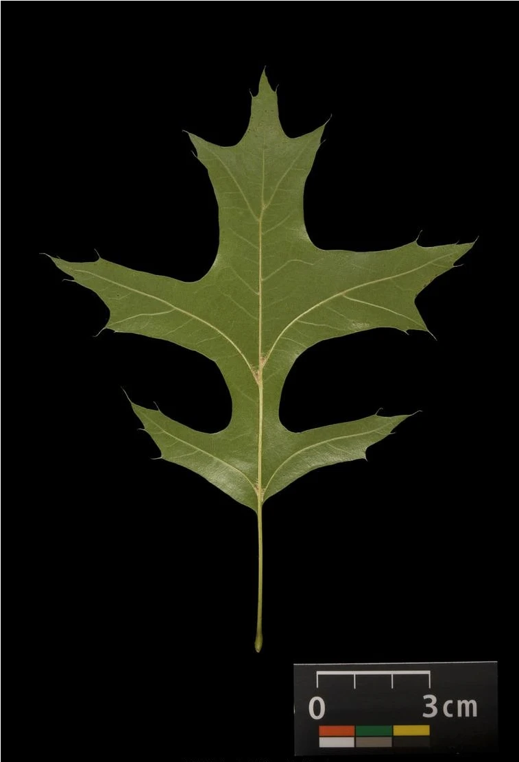 Quercus palustris 'Green Dwarf' (Dąb błotny 'Green Dwarf')