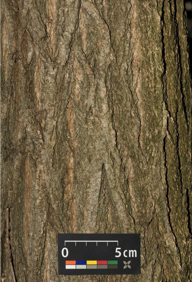 Robinia pseudoacacia 'Umbraculifera' (Robinia akacja biała 'Umbraculifera')
