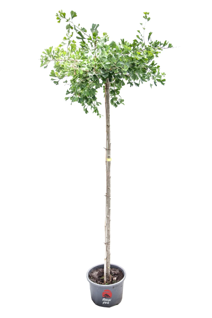 Ginkgo biloba 'Pendula' (Miłorząb dwuklapowy 'Pendula')