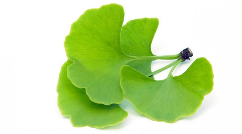 Ginkgo biloba 'Pendula' (Miłorząb dwuklapowy 'Pendula')