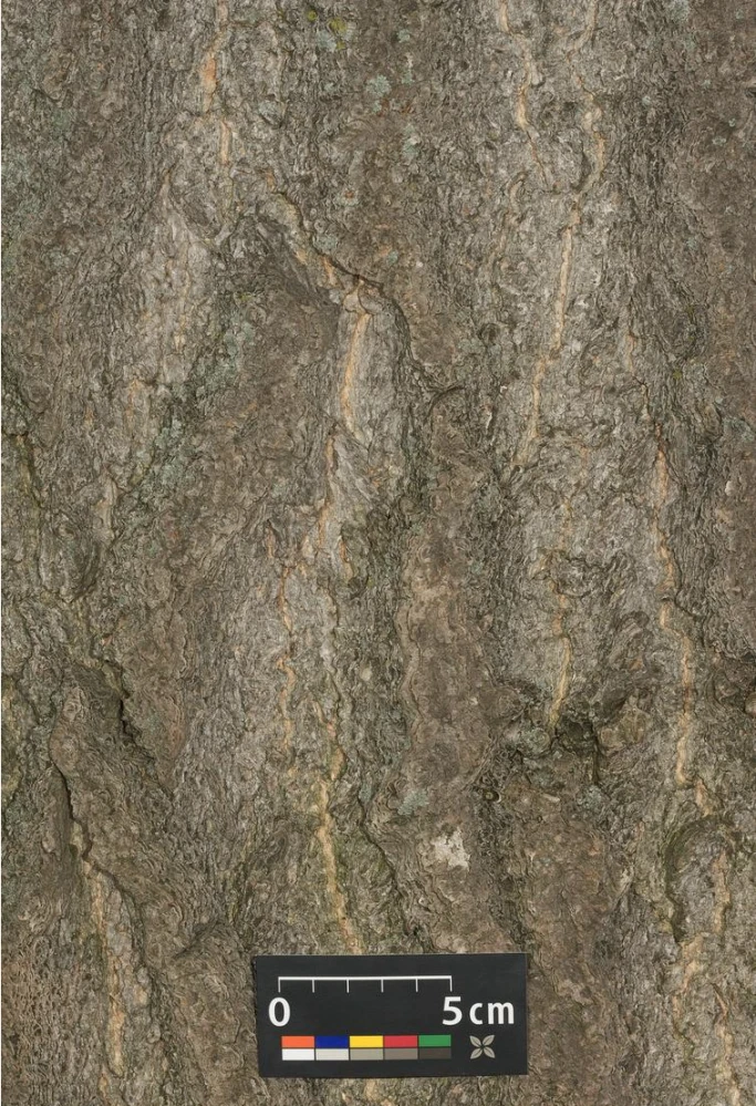 Ginkgo biloba 'Pendula' (Miłorząb dwuklapowy 'Pendula')