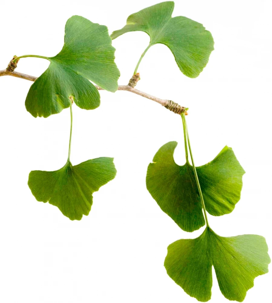 Ginkgo biloba 'Pendula' (Miłorząb dwuklapowy 'Pendula')