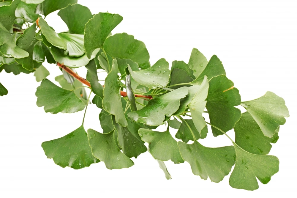 Ginkgo biloba 'Pendula' (Miłorząb dwuklapowy 'Pendula')