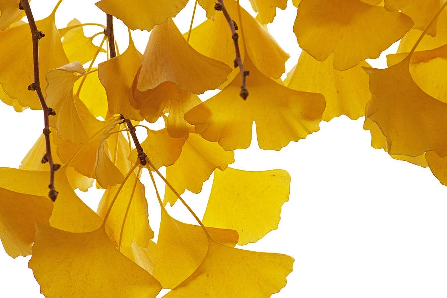 Ginkgo biloba 'Pendula' (Miłorząb dwuklapowy 'Pendula')