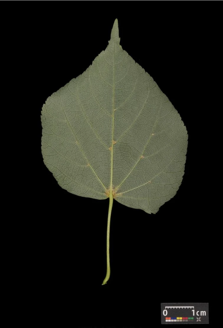 Tilia cordata (Lipa drobnolistna)