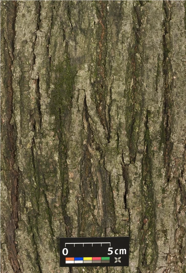 Tilia cordata (Lipa drobnolistna)
