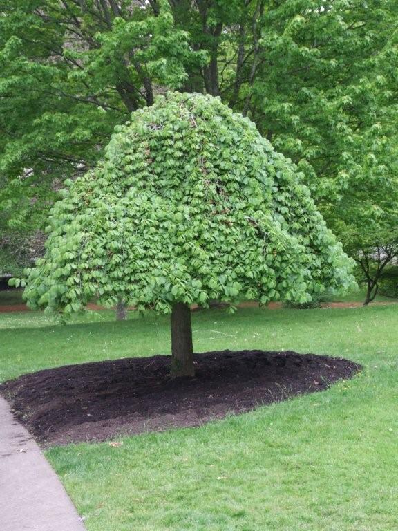 Ulmus 'Camperdownii' (Wiąz płaczący 'Camperdownii')