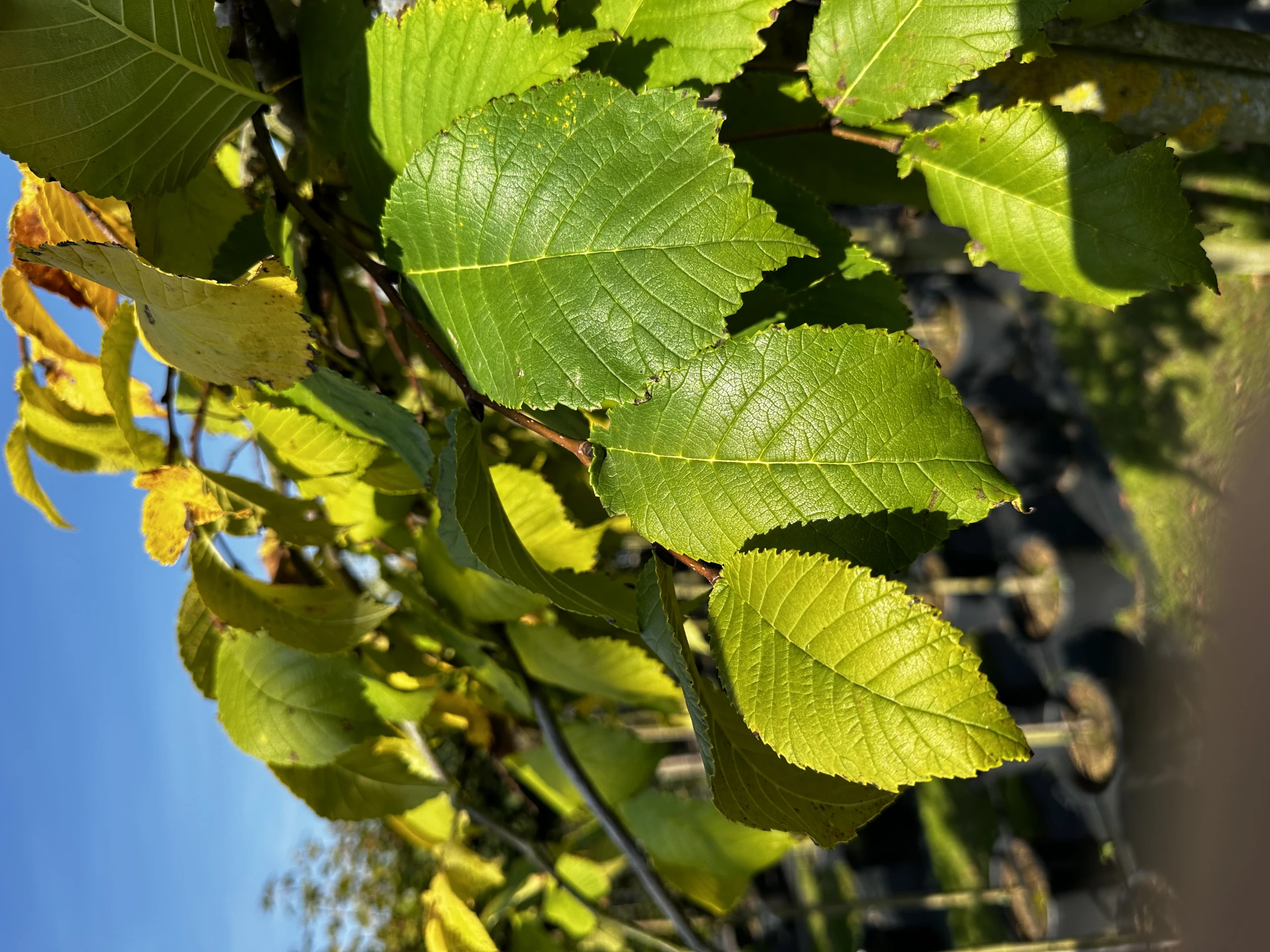Ulmus 'Camperdownii' (Wiąz płaczący 'Camperdownii')