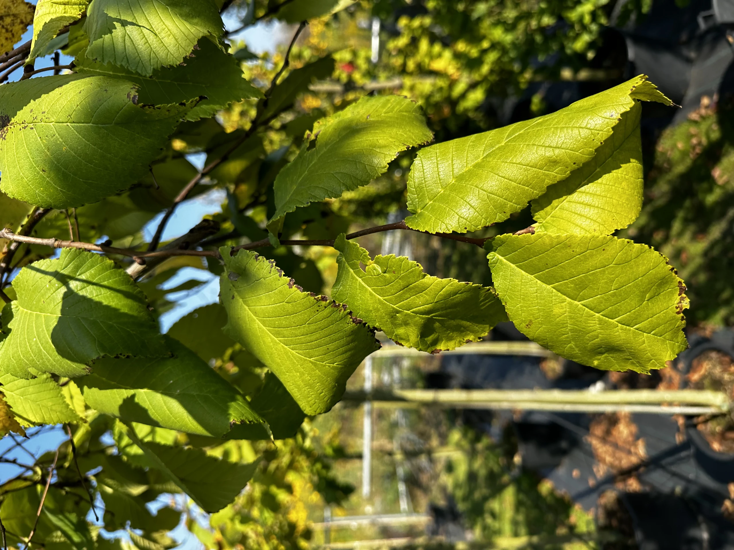 Ulmus 'Camperdownii' (Wiąz płaczący 'Camperdownii')