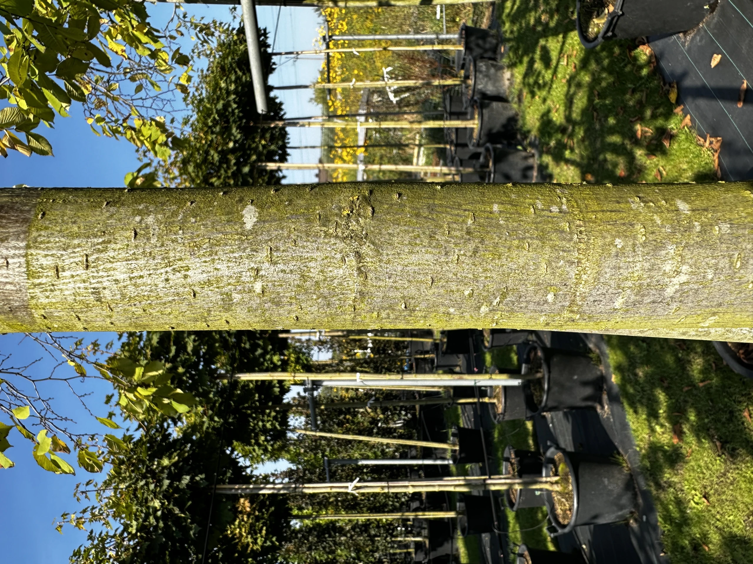 Ulmus 'Camperdownii' (Wiąz płaczący 'Camperdownii')