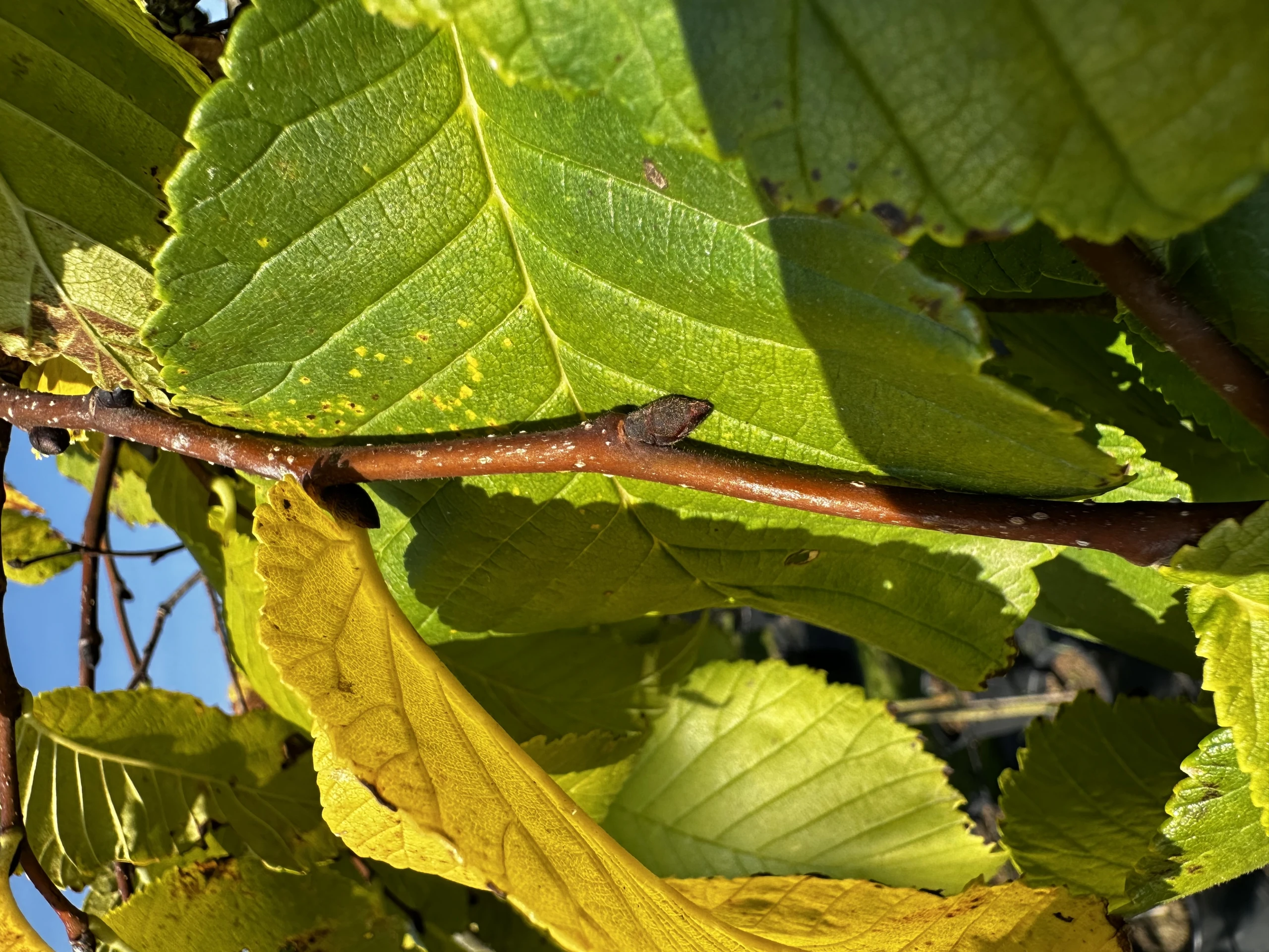 Ulmus 'Camperdownii' (Wiąz płaczący 'Camperdownii')