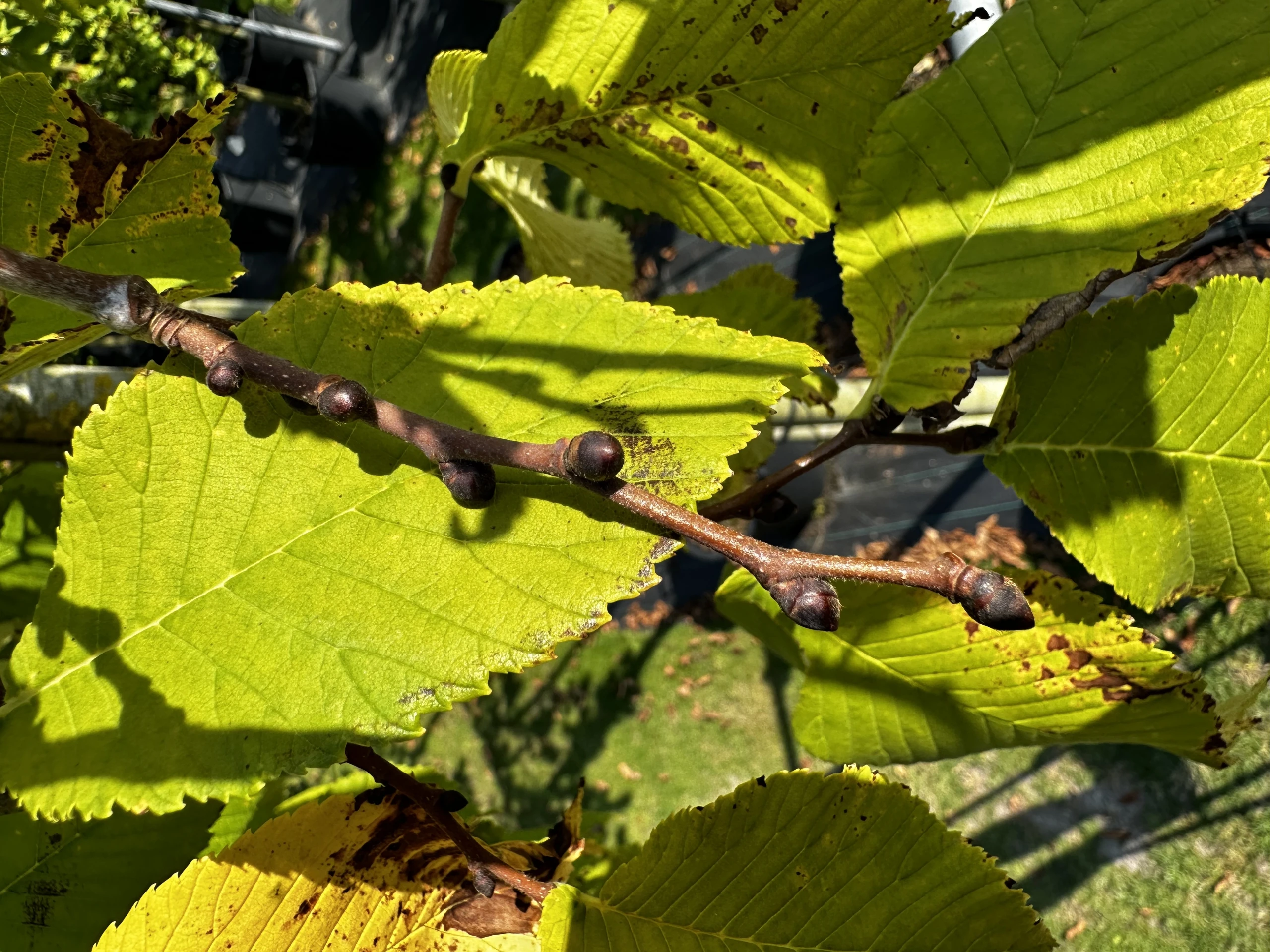 Ulmus 'Camperdownii' (Wiąz płaczący 'Camperdownii')