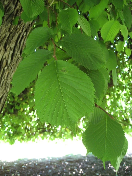 Ulmus 'Camperdownii' (Wiąz płaczący 'Camperdownii')