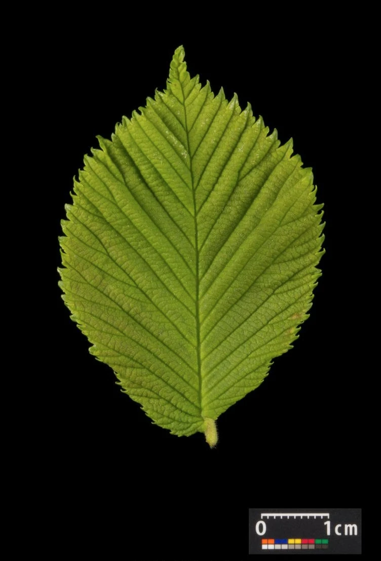 Ulmus 'Camperdownii' (Wiąz płaczący 'Camperdownii')