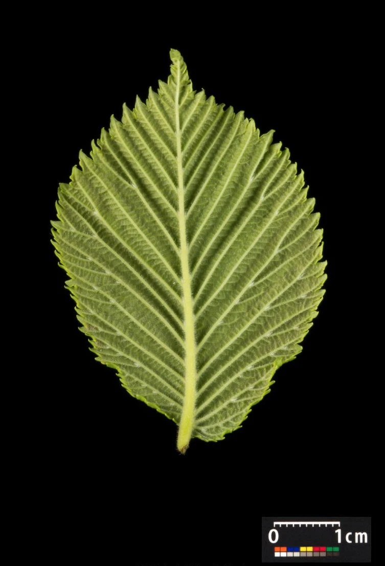 Ulmus 'Camperdownii' (Wiąz płaczący 'Camperdownii')