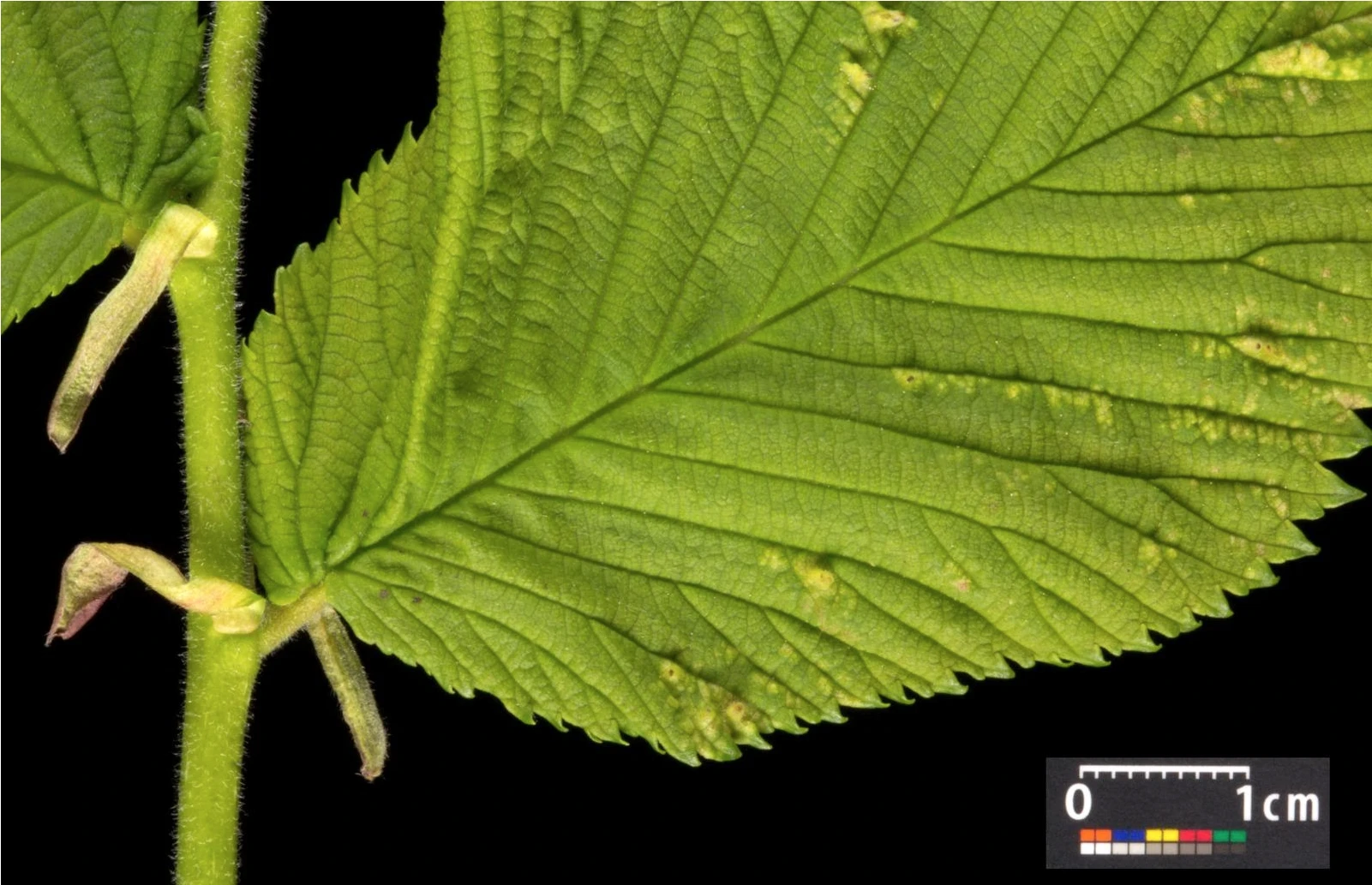 Ulmus 'Camperdownii' (Wiąz płaczący 'Camperdownii')