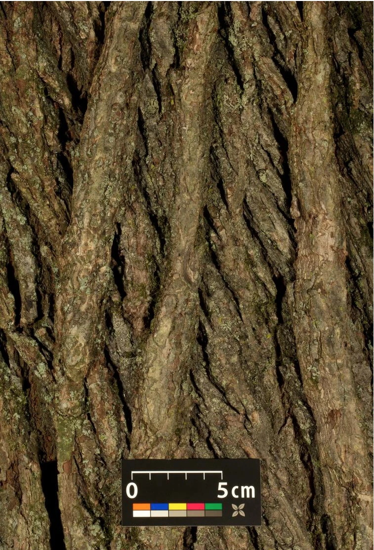 Ulmus 'Camperdownii' (Wiąz płaczący 'Camperdownii')