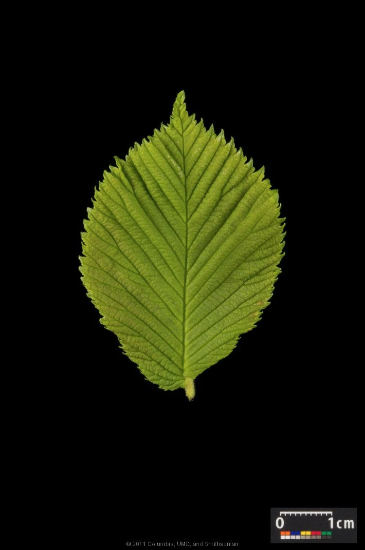 Ulmus 'Camperdownii' (Wiąz płaczący 'Camperdownii')