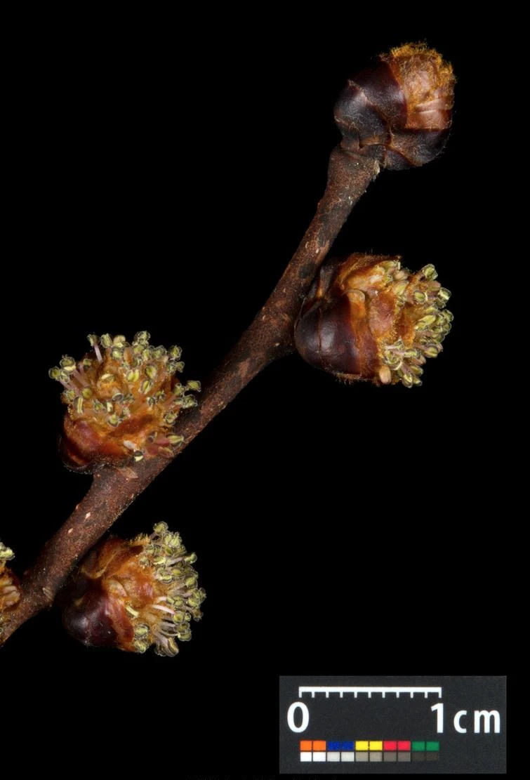 Ulmus 'Camperdownii' (Wiąz płaczący 'Camperdownii')