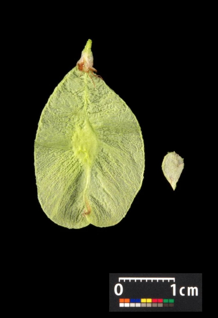 Ulmus 'Camperdownii' (Wiąz płaczący 'Camperdownii')