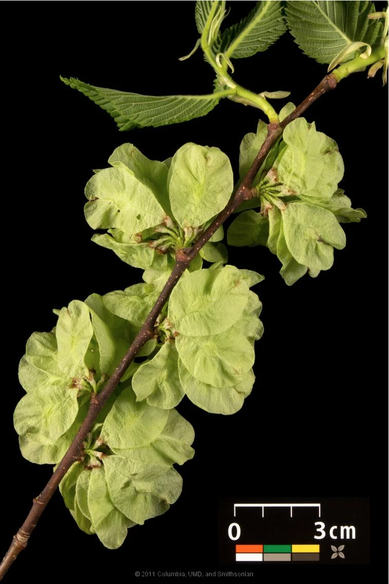 Ulmus 'Camperdownii' (Wiąz płaczący 'Camperdownii')
