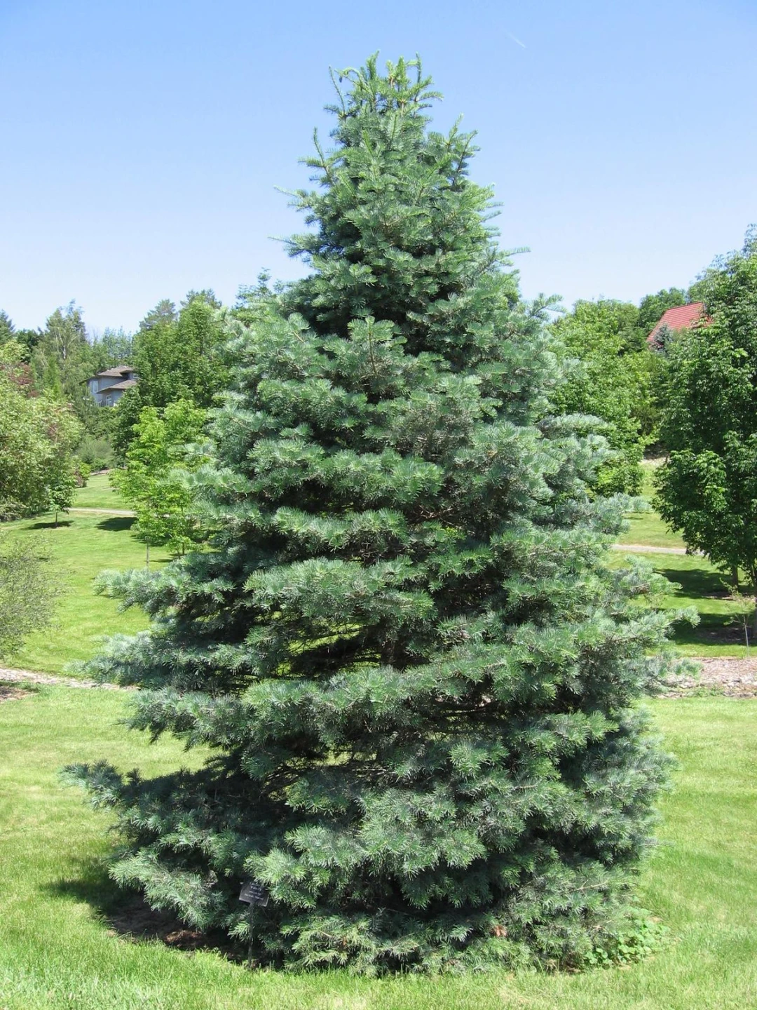 Abies concolor (Jodła kalifornijska)